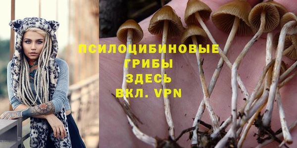 стаф Снежногорск